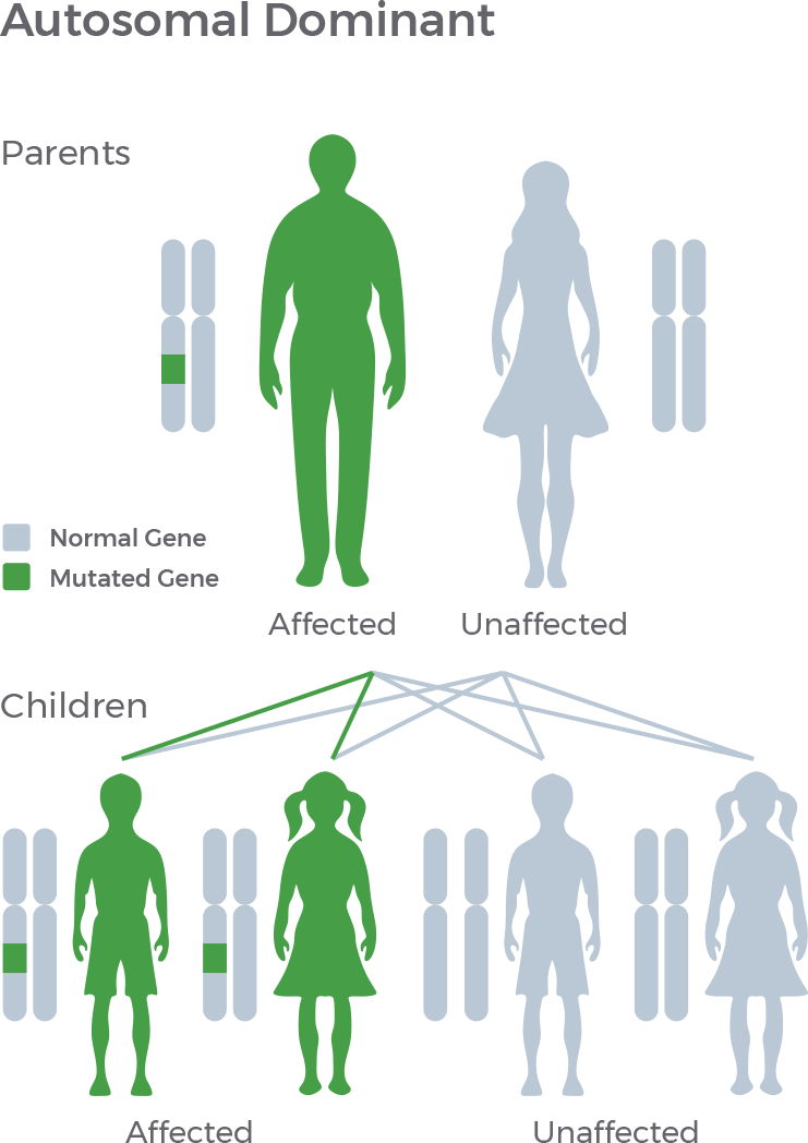 An illustration shows how familial dilated cardiomyopathy can be passed down through autosomal dominant genes from parents to children.